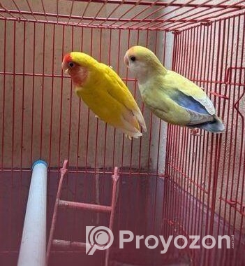 Love bird