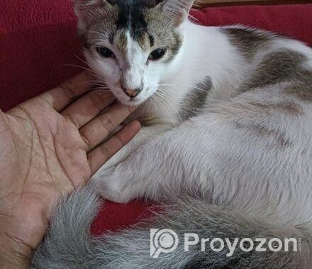মিক্সড এডাল্ট বিড়াল