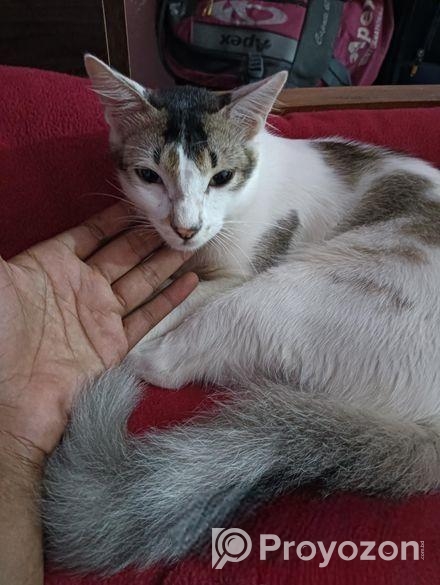 মিক্সড এডাল্ট বিড়াল