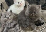 Persian Cat