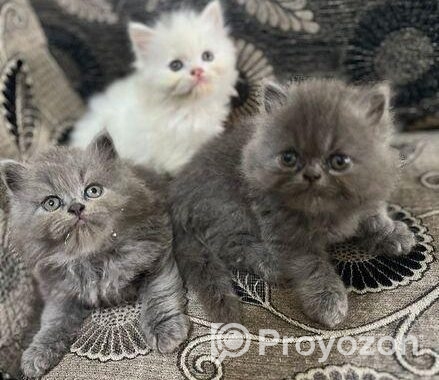 Persian Cat