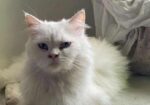 Pure Persian Cats & Kittens For Sale – Urgent