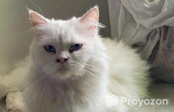 Pure Persian Cats & Kittens For Sale – Urgent