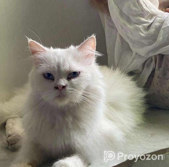 Pure Persian Cats & Kittens For Sale – Urgent