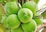 নারিকেল বিক্রয় করবো