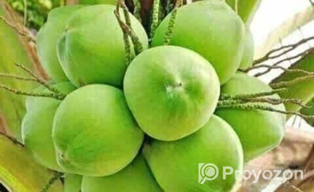 নারিকেল বিক্রয় করবো