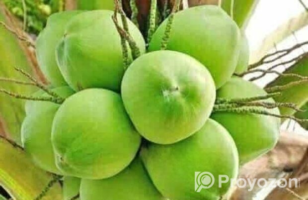 নারিকেল বিক্রয় করবো