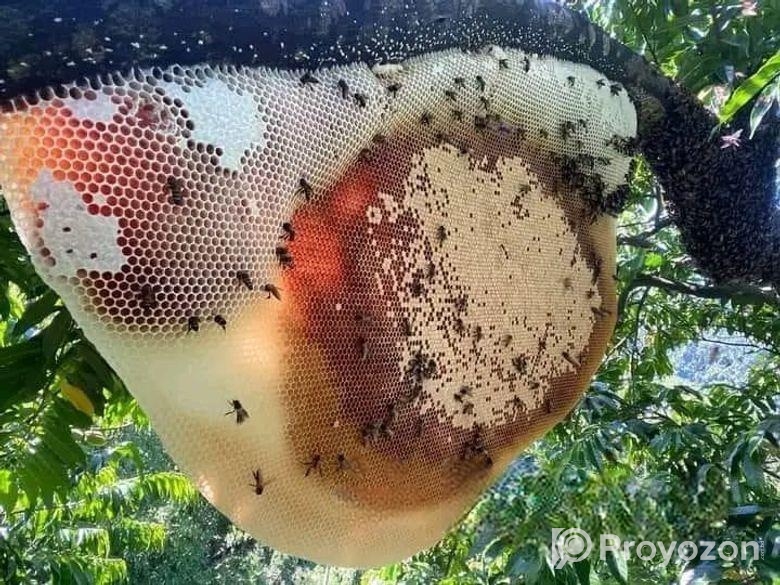 100% পিওর মধু