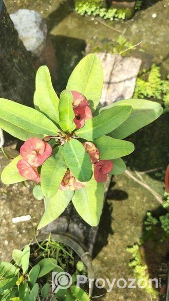 কাটামুকুট গাছ