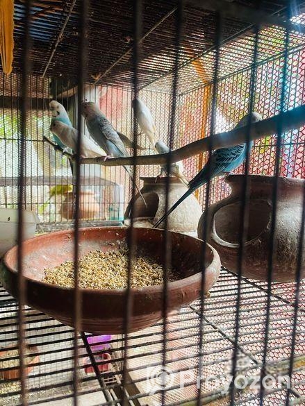 Bajrika Pakhi Sell Hobe