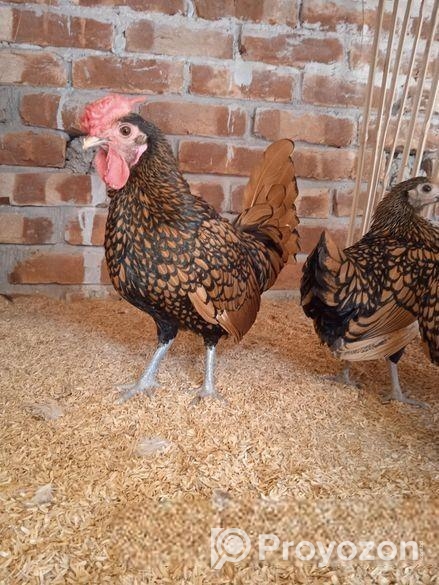 রানিং ৩ পিস গোল্ডেন সেফরাইট মুরগী বিক্রি করা হবে