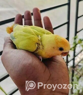 লাভ বার্ড এর টেম সাইজ বাচ্চা বিক্রি হবে।