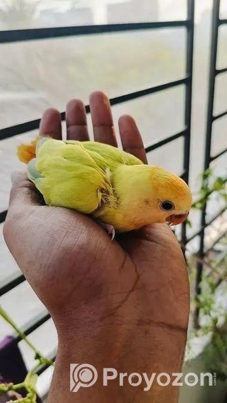 লাভ বার্ড এর টেম সাইজ বাচ্চা বিক্রি হবে।