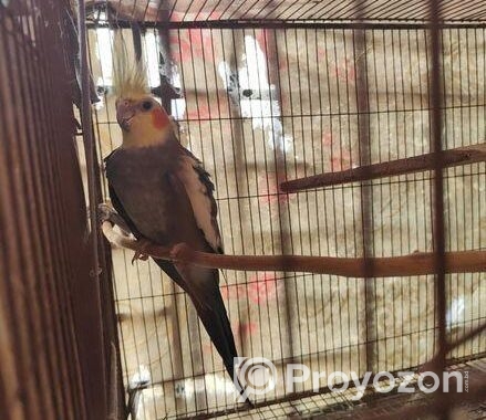 রানিং পেয়ার এটি গ্রে কোকাটেল