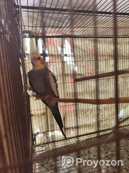 রানিং পেয়ার এটি গ্রে কোকাটেল