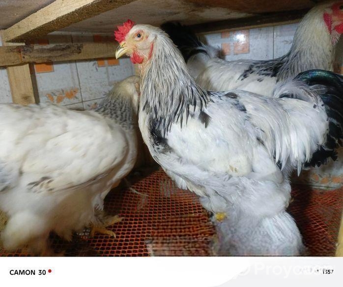 শে রুমা ১জুরা রানিং ডিম পারতাছে