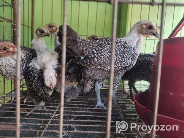 ফাওমি জাতের মুরগী বিক্রি করা হয়