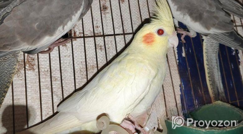 কোকাটেল পাখি