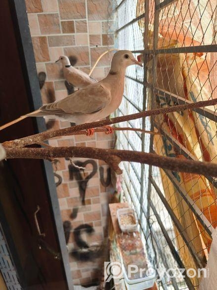 এক জোড়া অস্ট্রেলিয়ান ঘুঘু