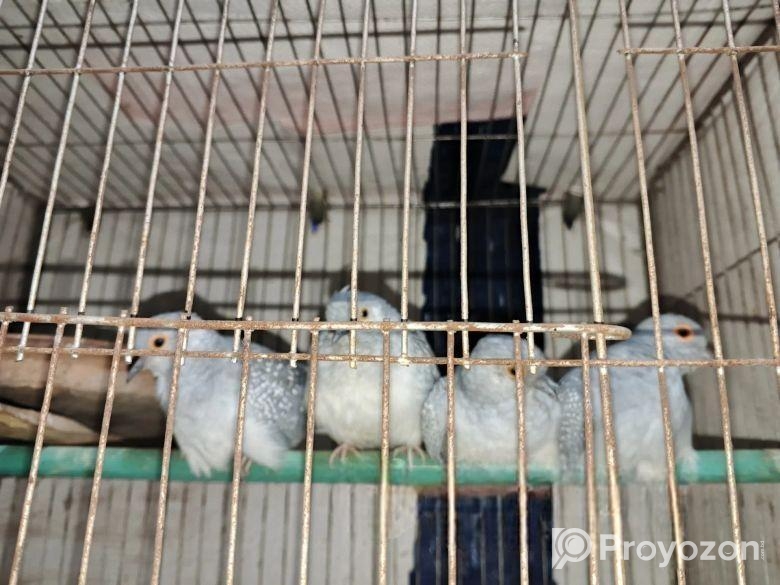 ডায়মন্ড ডাভ