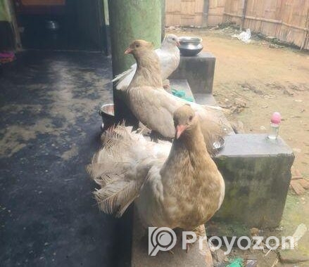 ময়ুড়ি কবুতর