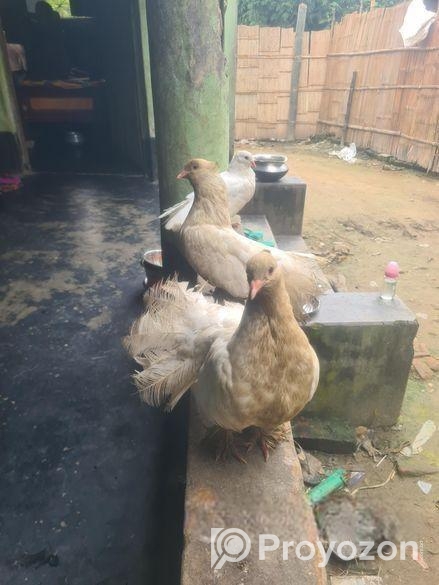 ময়ুড়ি কবুতর