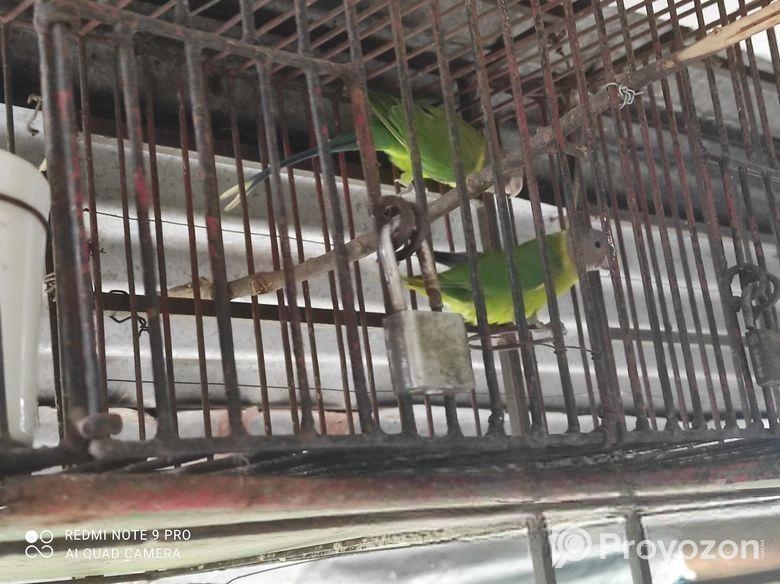 ইন্ডিয়ান রিংনেক