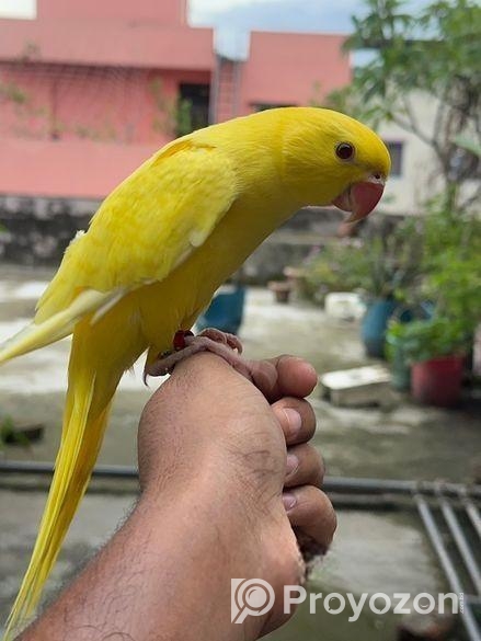 Yellow Ringneck Full Tame