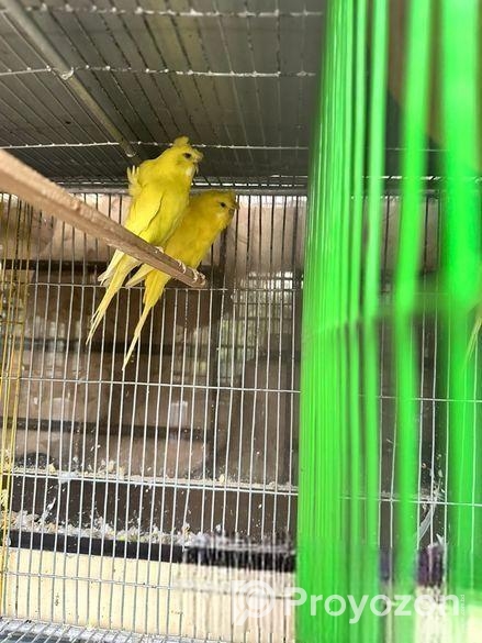 4 Ta Master Pair Df Jp