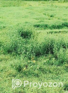 নির্ভেজাল জায়গ।