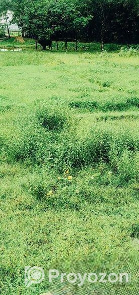 নির্ভেজাল জায়গ।