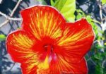 জবা ফুল গাছ sell