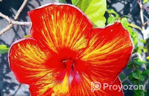 জবা ফুল গাছ sell