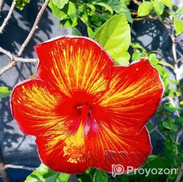 জবা ফুল গাছ sell