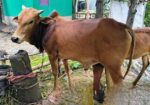 দাতিল ষাড় বাচ্চা