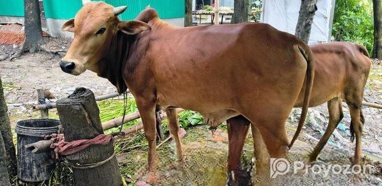 দাতিল ষাড় বাচ্চা