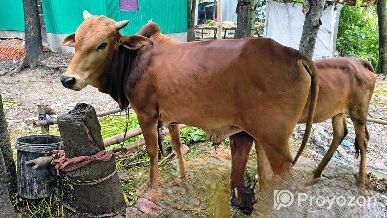 দাতিল ষাড় বাচ্চা