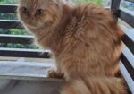 Persian Cat Adult Female
