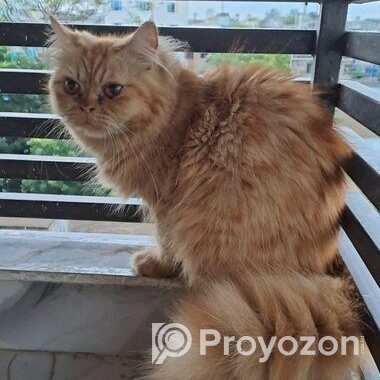 Persian Cat Adult Female