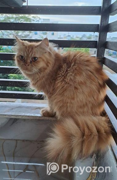 Persian Cat Adult Female