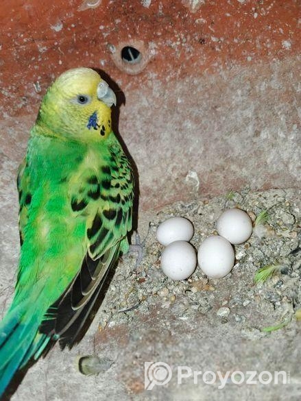 ডিম সহ বাজরিগার জুড়া