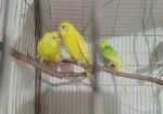 Jp, Lutino And Classic Berzika