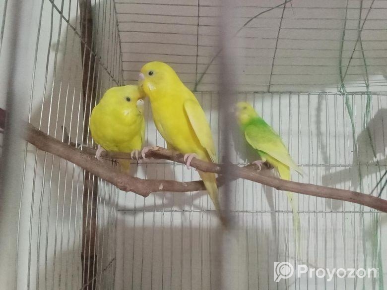 Jp, Lutino And Classic Berzika