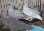 Diamond Dove