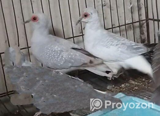 Diamond Dove