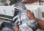 সিলভার কবুতর