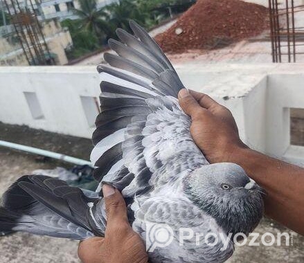 সিলভার কবুতর
