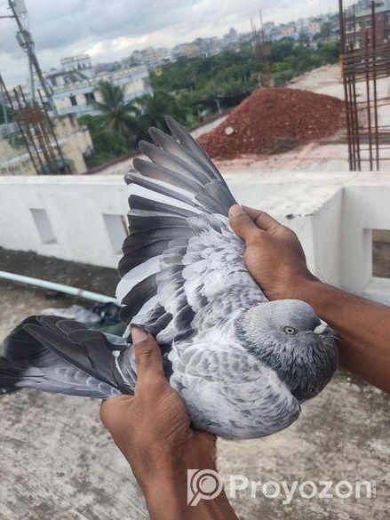 সিলভার কবুতর