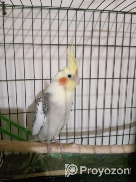 ককাটেল পাখি জুরা বাচ্চাসহ