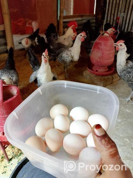 মুরগির ডিম